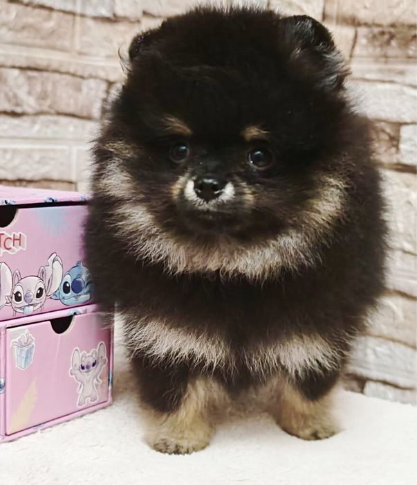 Помеоанский шпиц щенок мальчик мишка