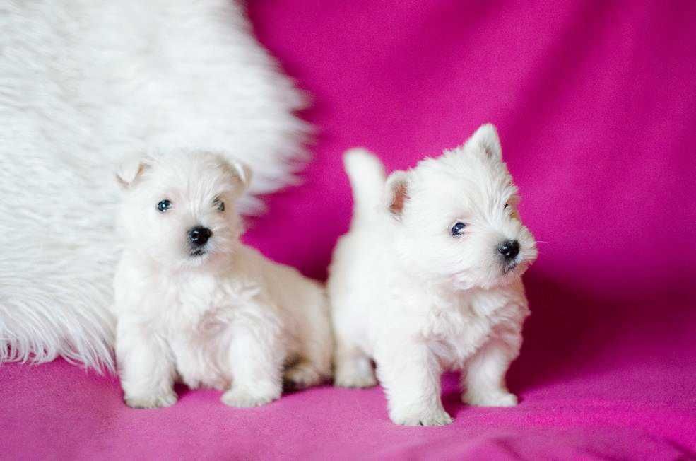West Highland White Terrier - suczka ;)