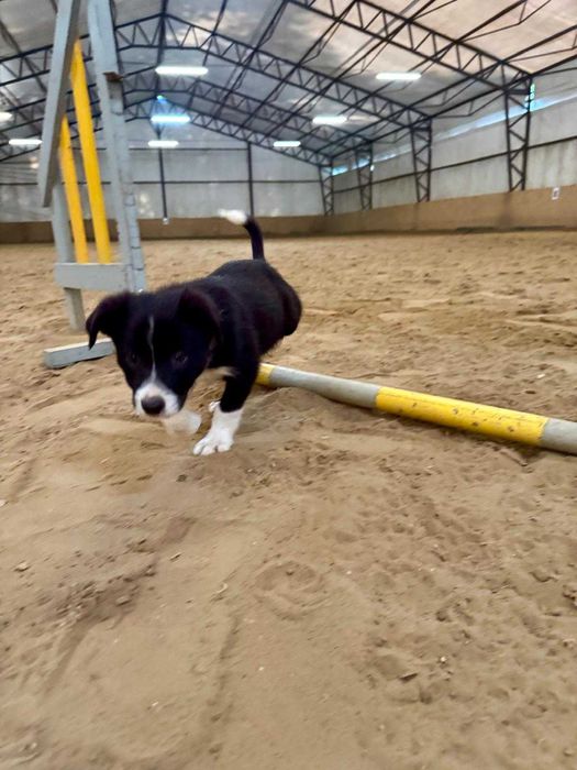 Border collie vers