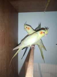 Papugi Nimfy młode