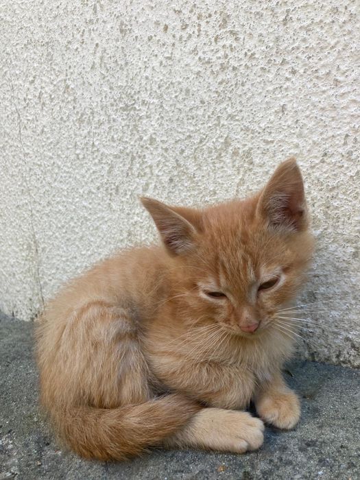 Gatinho bebe para doacao