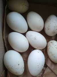 Інкубаційні  гусячі яйця