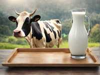 Młóto browarniane suche wysłodziny mlekopędne - cena brutto z dostawą!