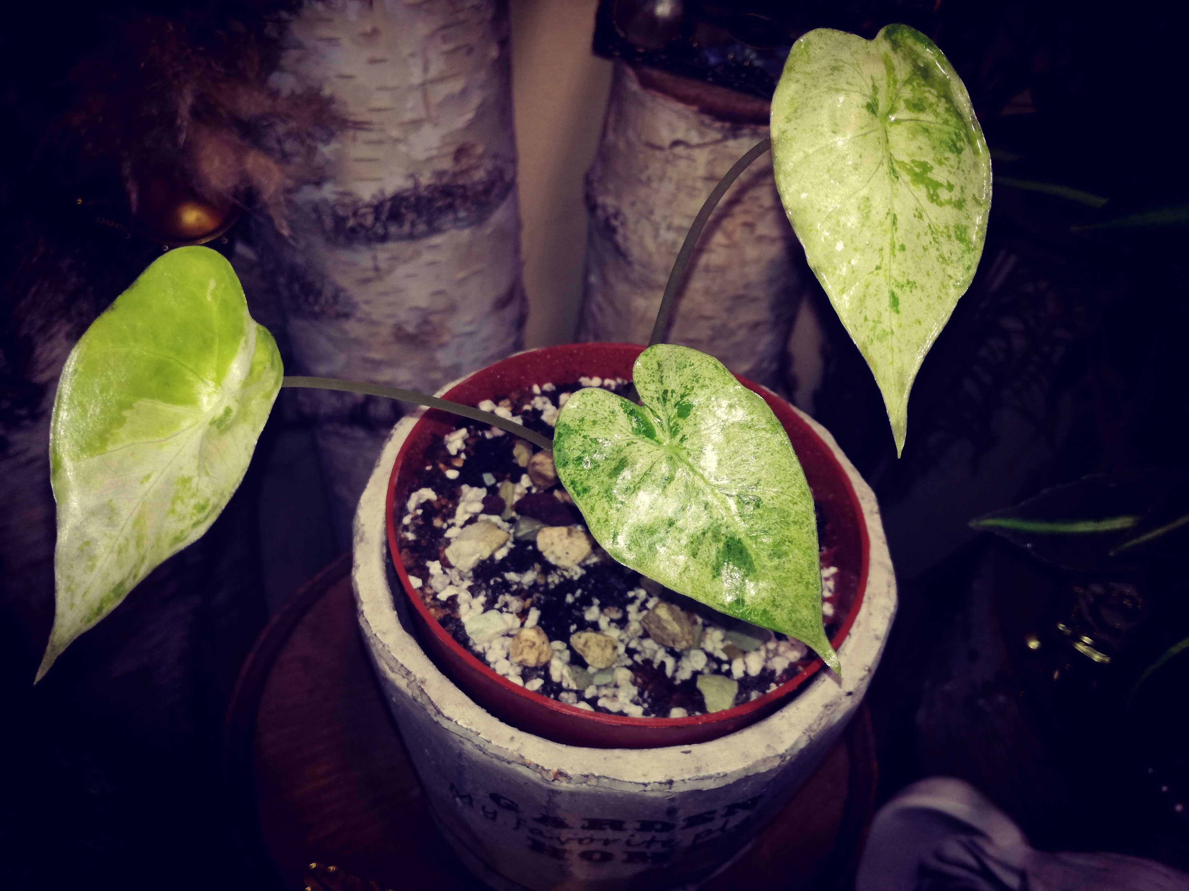 Alocasia ( Odora ) Splash Albo Variegata alokazja monstera philodendro