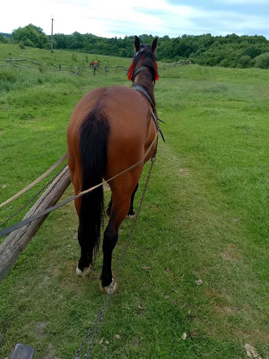 Продається кобила!