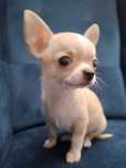 CHIHUAHUA piękny piesek