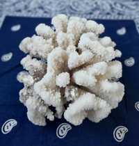 Натуральный коралл. 350 грн