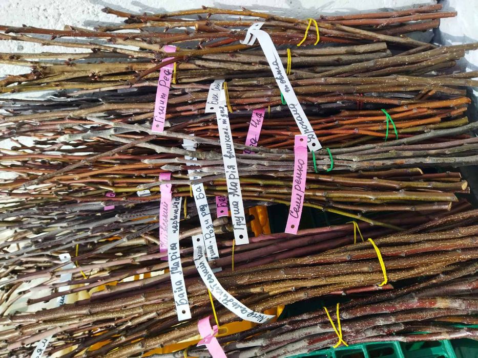 Черенки, живці, чубуки плодових дерев, ожини, смородини, винограда