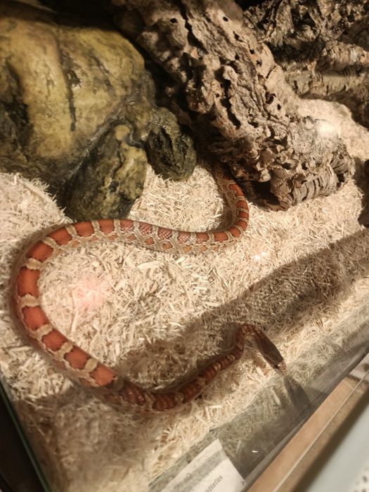 Wąż zbożowy+terrarium