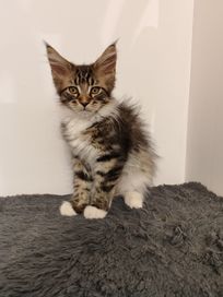 Maine Coon Cykoria