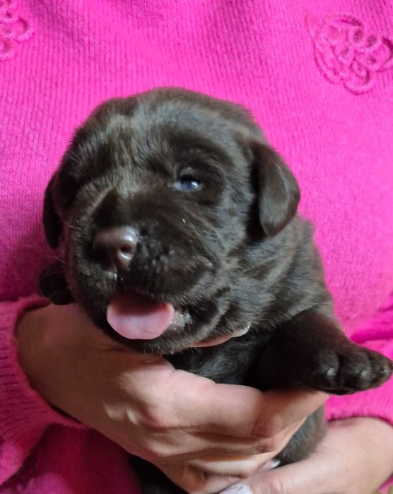 Labrador Retriever ZKwP/FCI- czekoladowa sunia