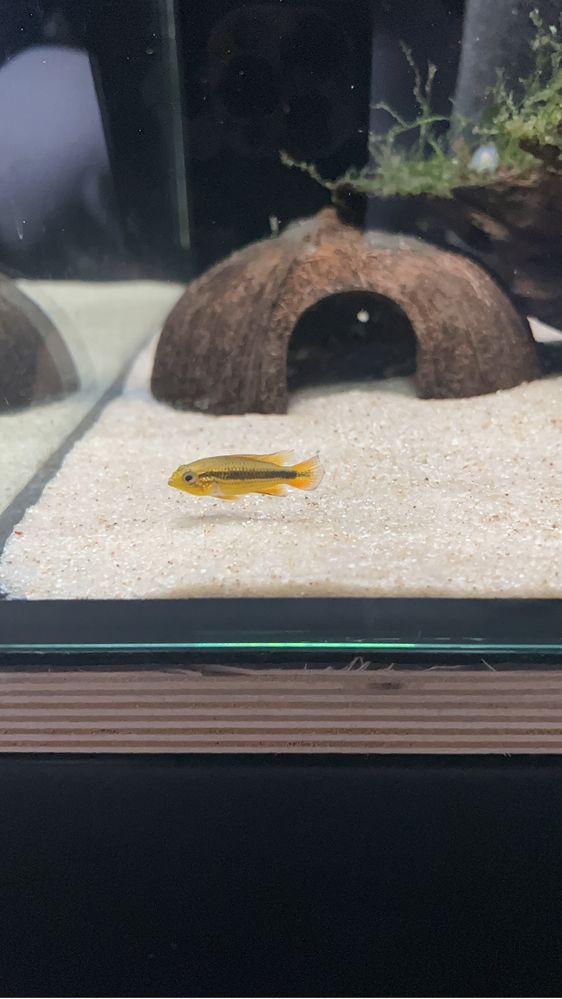 Apistogramma Agassizii Alenquer Blue Red Tail - Femêa