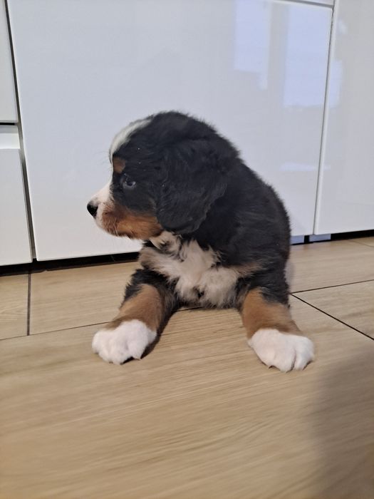 Berneński Pies Pasterski- piesek