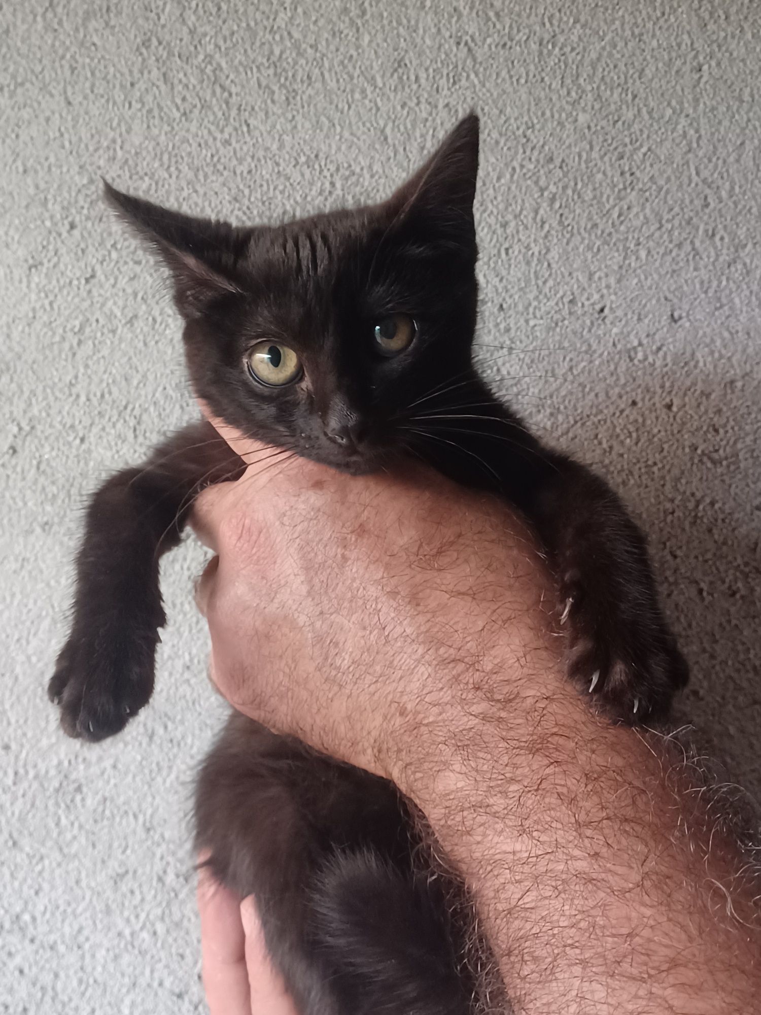 Chiara- gatinha bebe preta para adoção responsável