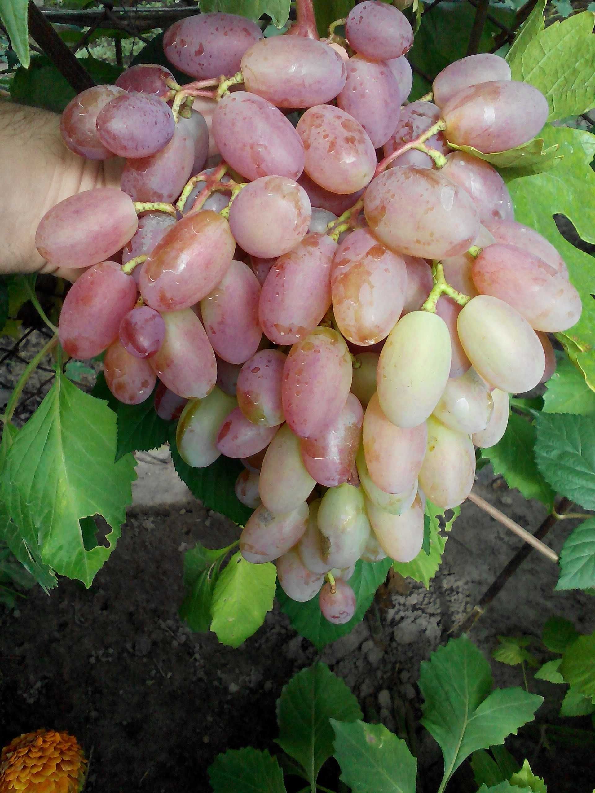 Продам саджанці винограду кишмиш