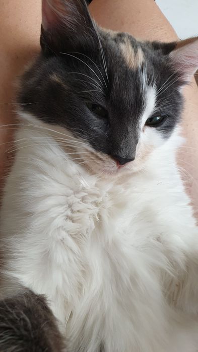 Кошенята турецької ангори