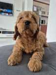 Suczka Cavapoo F1 Cavoodle Cavalier & Pudel