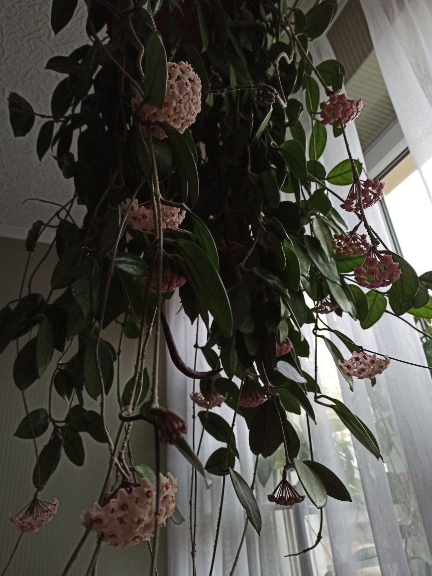 Hoya carnosa pachnąca
