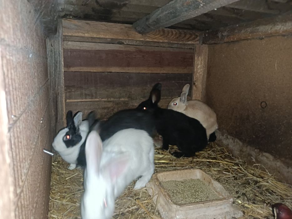 Młode króliki z 2025r