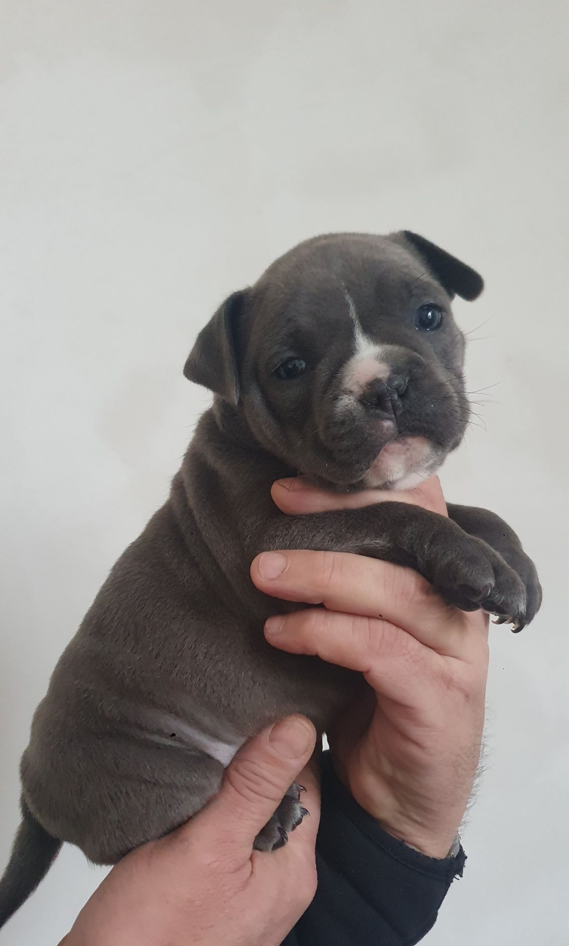 Мініатюрна дівчинка American bully. амбуллі