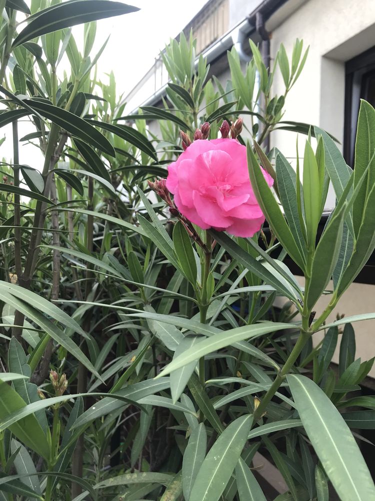 Różowy oleander sadzonka 50 cm