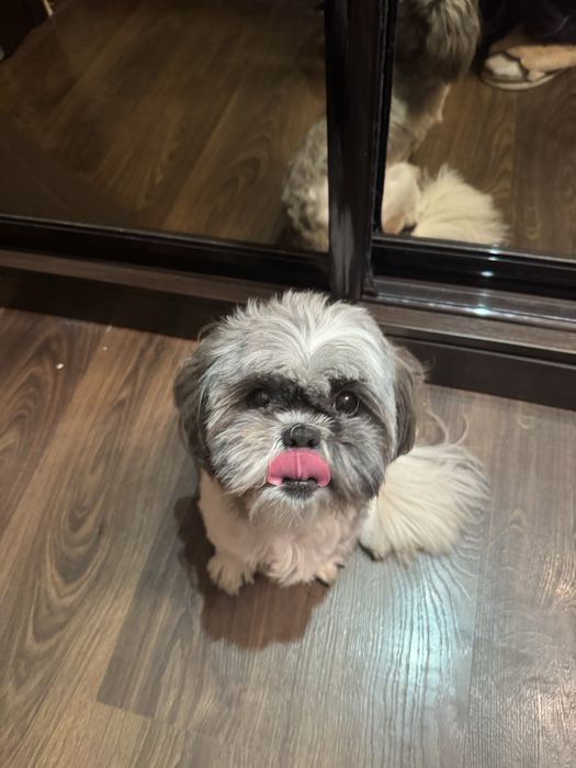 Продам собачку ши-тцу