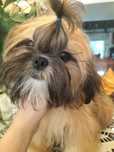 Piesek shih tzu zdrowy z domowej hodowli zdrowy odchowany  3  szczepie