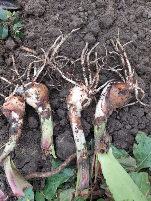 Цибулини амаралісу