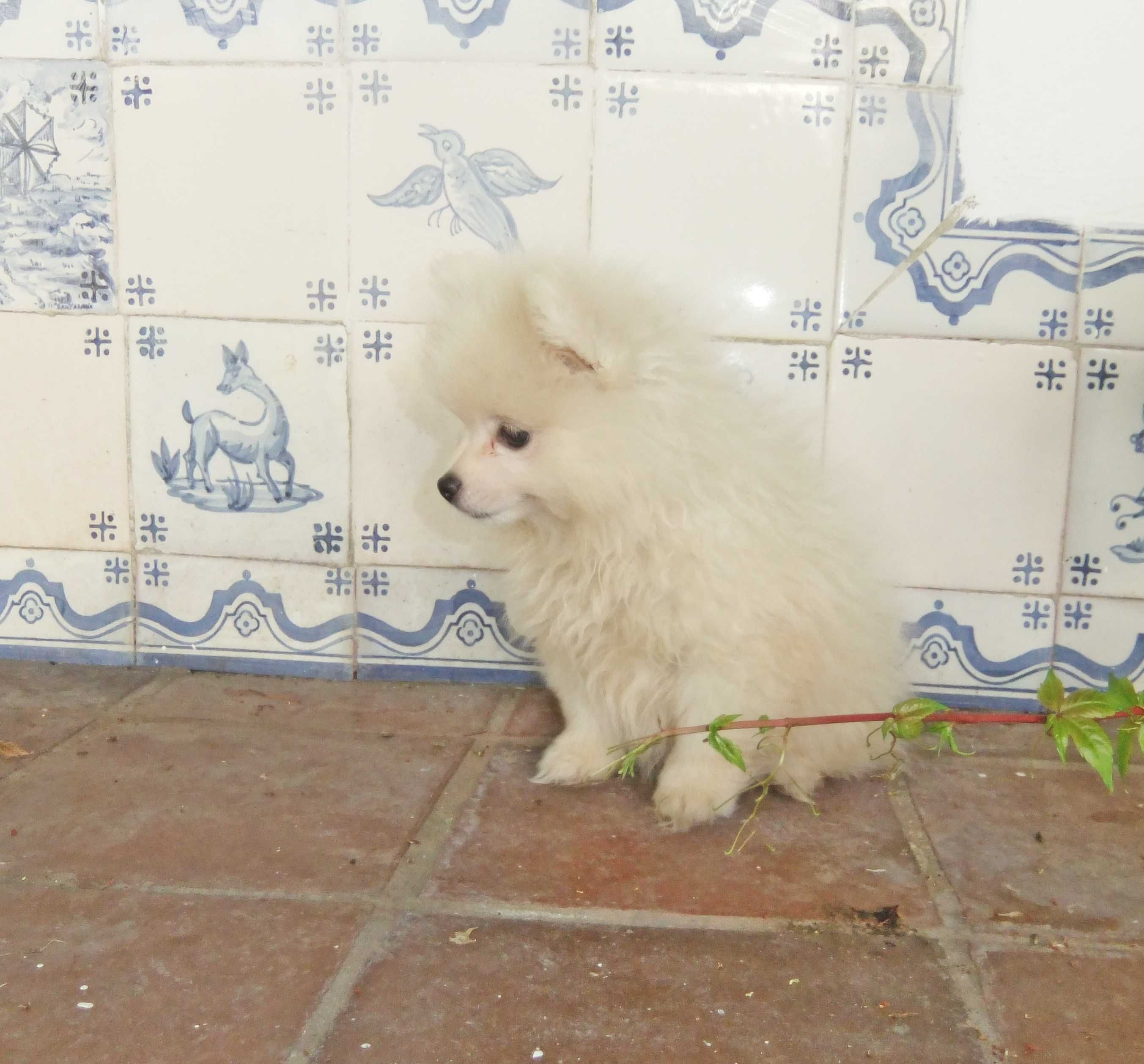 spitz alemão anão