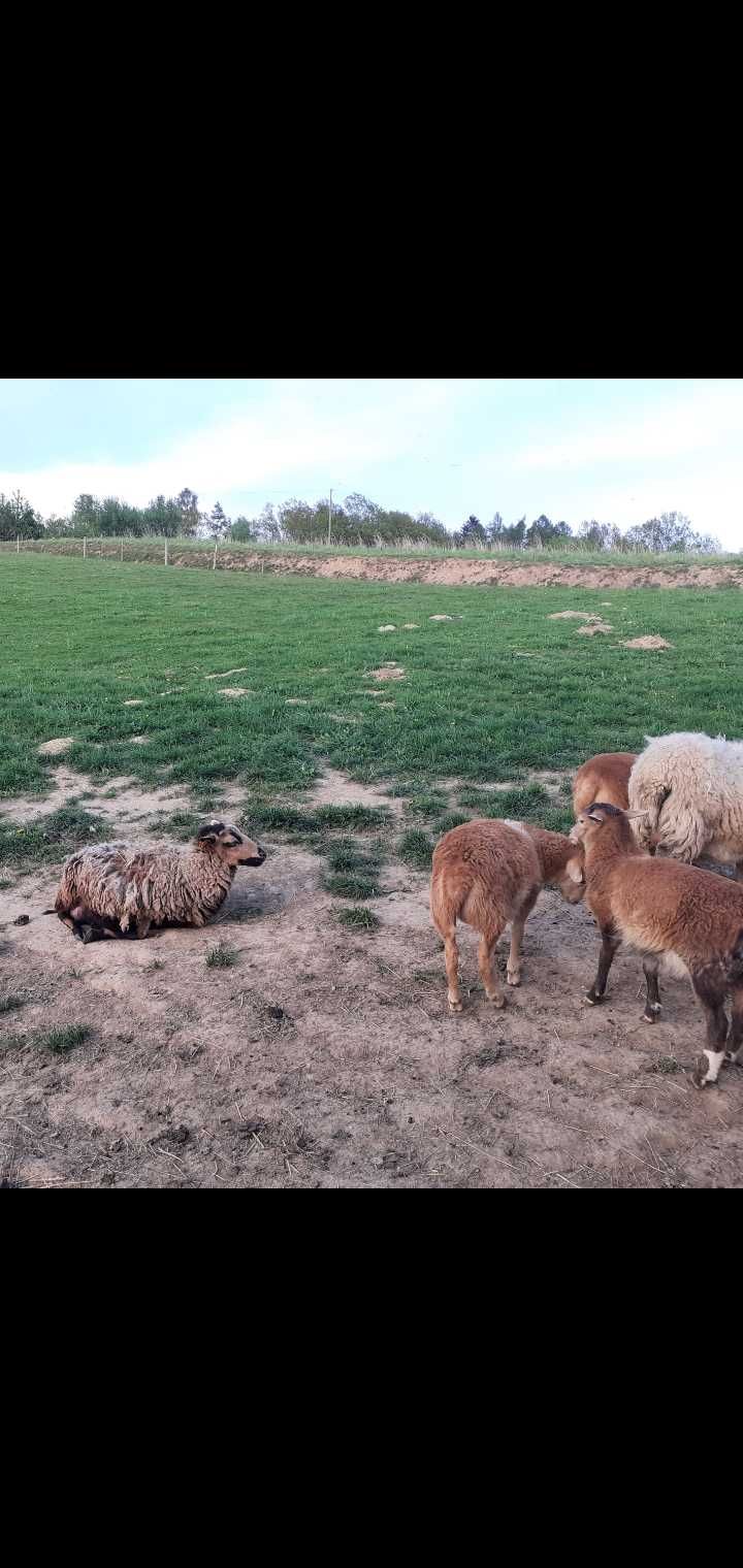 Sprzedam barany, owce, jagnięta