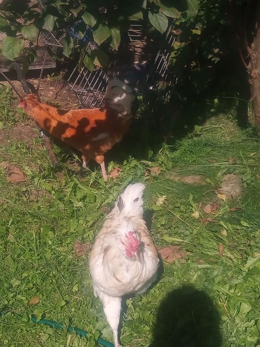 Dwa koguty z własnej hodowli sprzedam lub zamienię