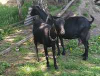 Мурсія-гранада, мурсіано-гранадіна кози, козенята