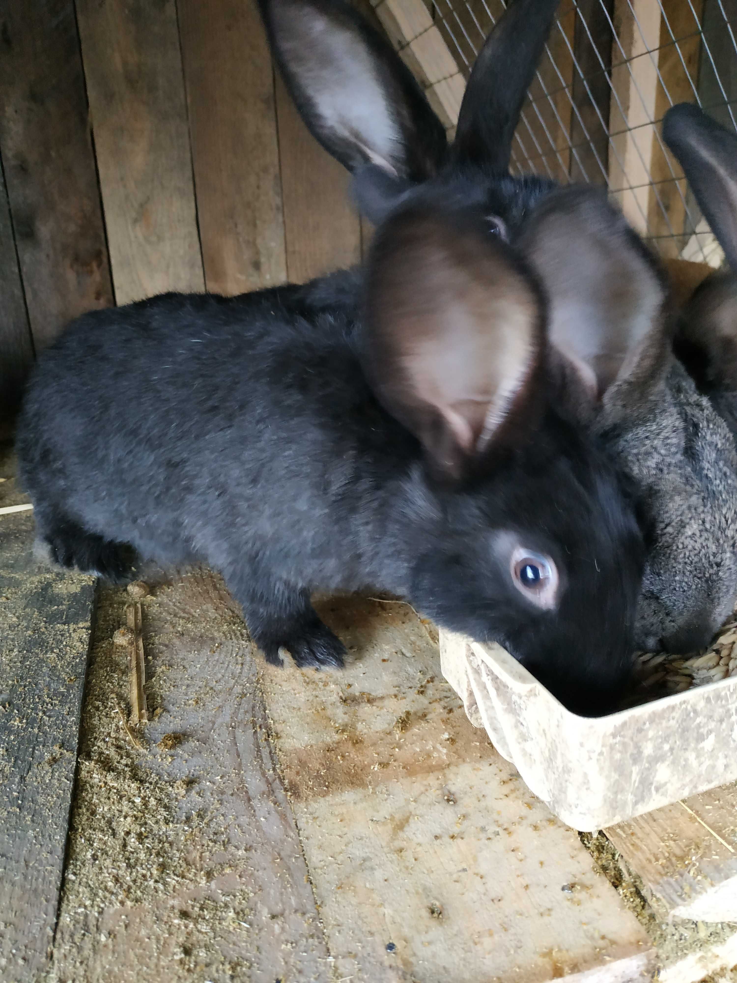 Продам кролики 4 та 1 місяці