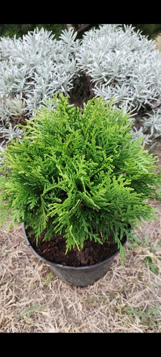 Туя, ялівець, можжевельник, сосна, кипарисовик