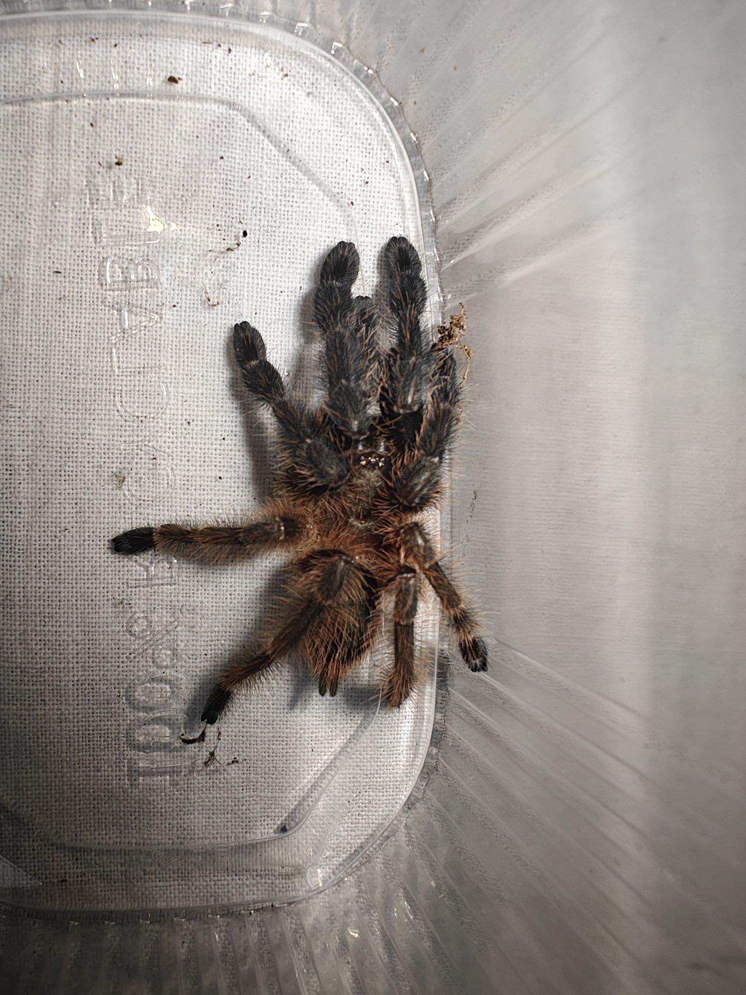 P.victorii 2.5/3DC NS