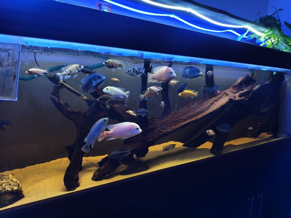 Vendo ciclídeos malawi