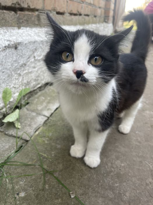 Віддам кошенят у добрі руки