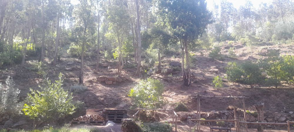 Limpezas de terrenos