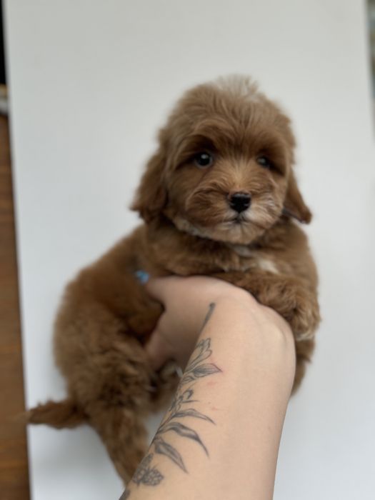 Мальтипу ф1 ред браун мини микро тикап кавапу пудель