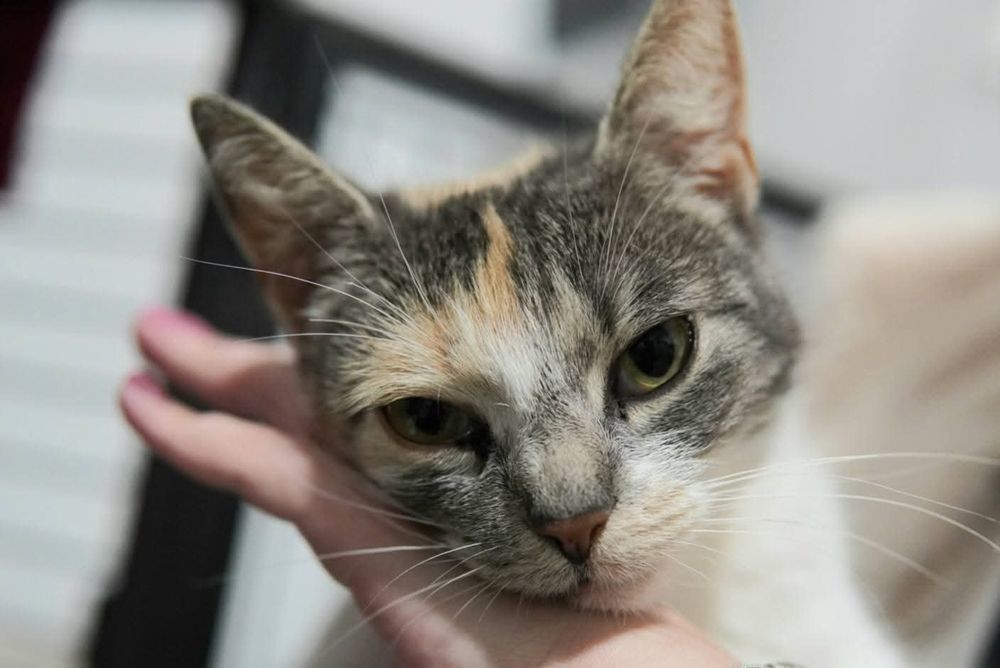 Lilka szuka domu w całej Polsce