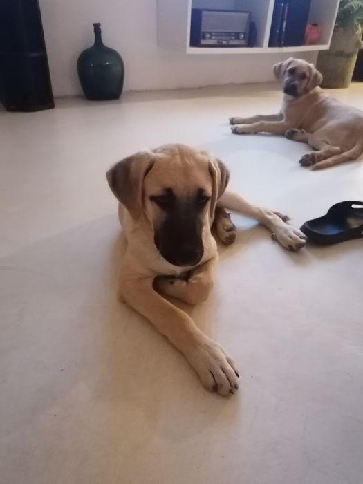 Dou rafeiro alentejano 3 meses