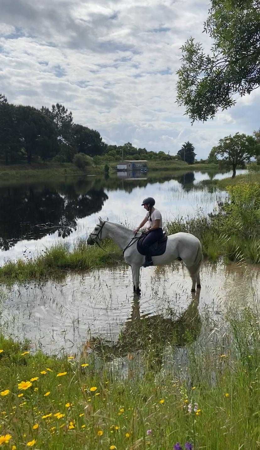Vendo cavalo PSL com Livro Azul
