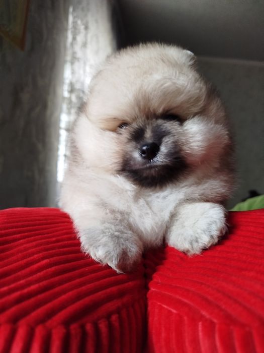 Мальчишка померанский шпиц