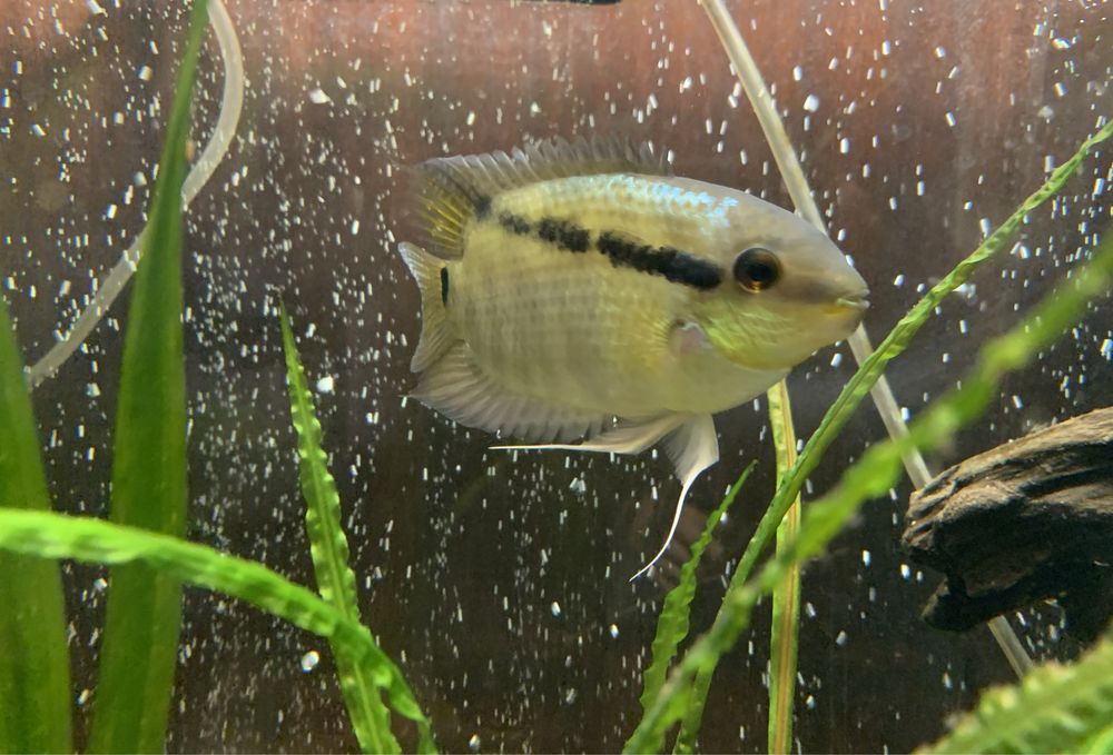 Peixe Mesonauta Mirificus (9/10cm)
