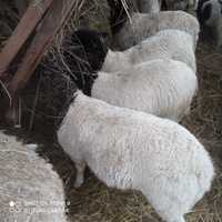 Owce Dorper(stado)