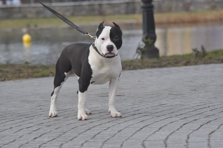 American Staffordshire Terrier Amstaff dziewczynka FCI