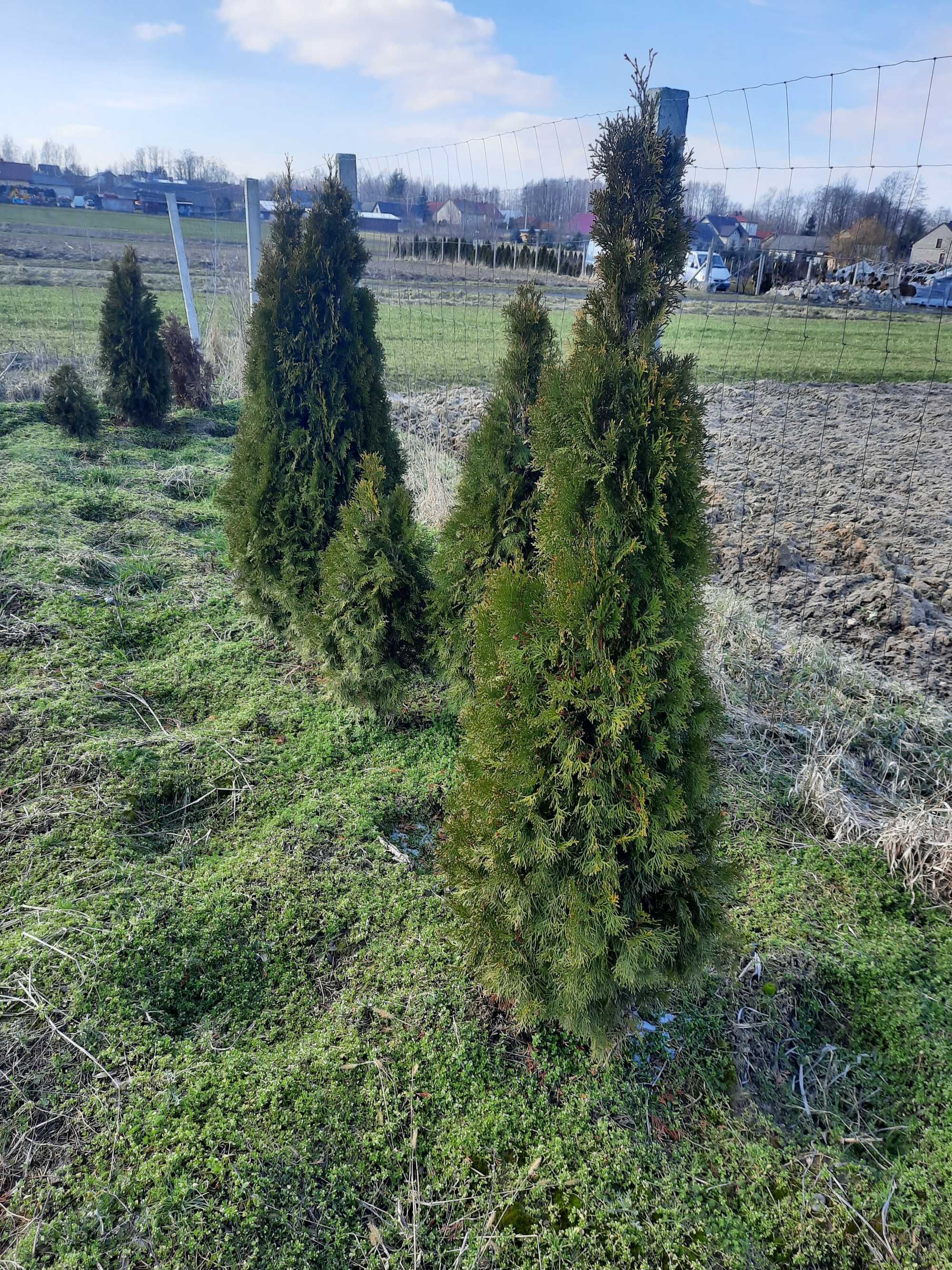 Tuja szmaragd 100 120 cm