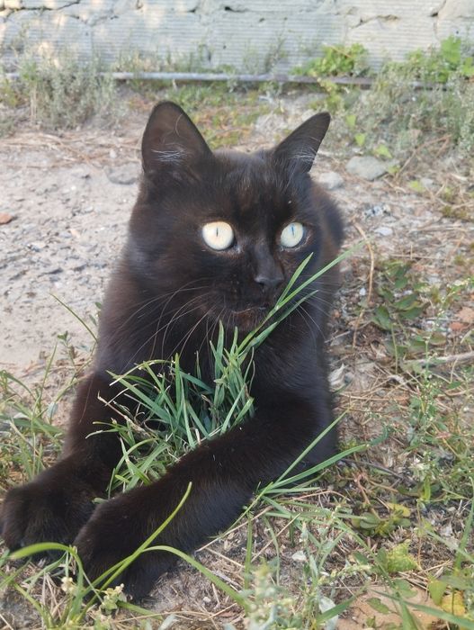 Молодой красавец котик ищет дом и любящие руки!