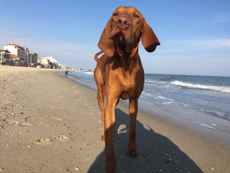 Кобель угорська вижла угорська лягава венгерская выжла для вязки