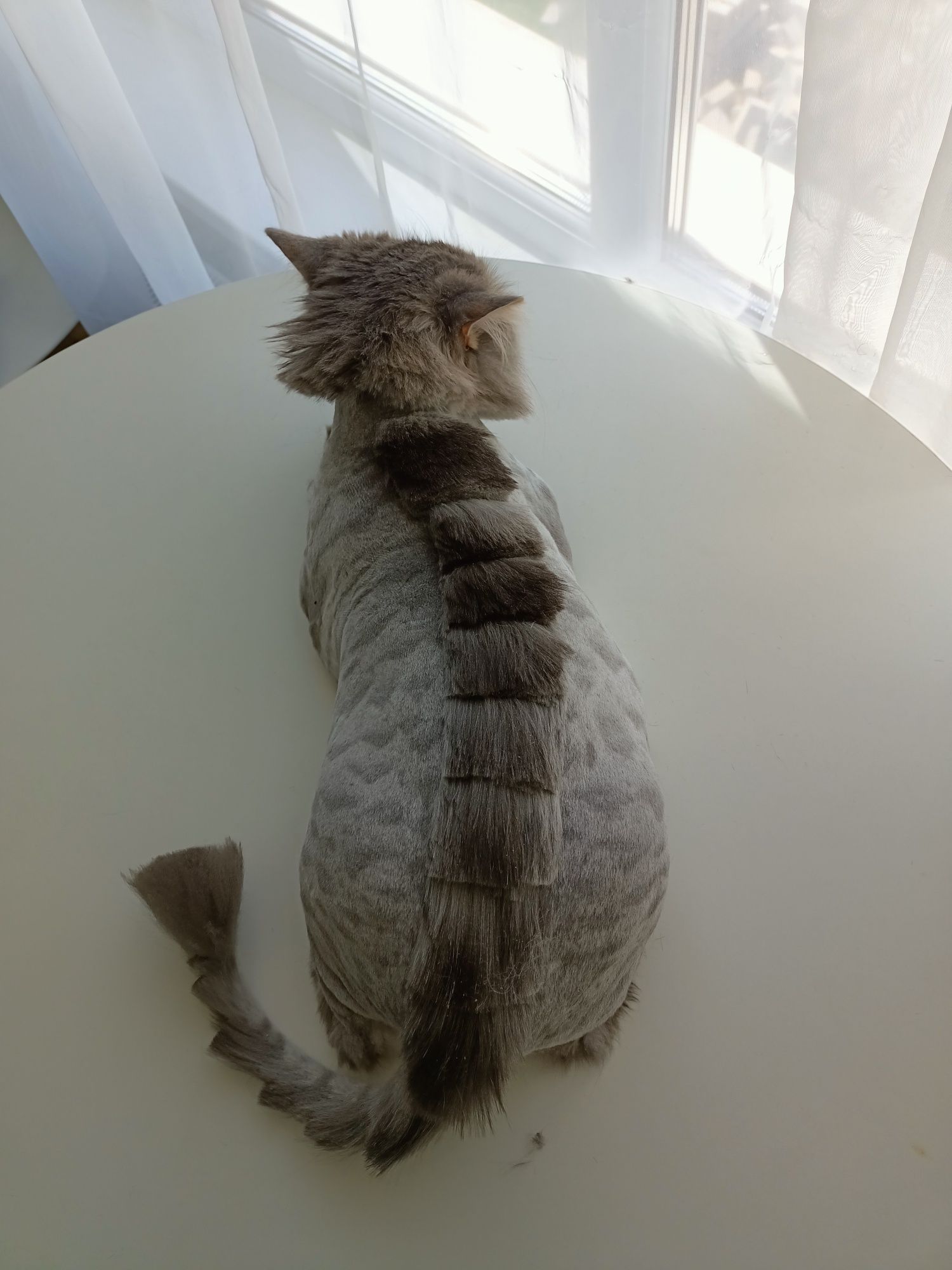 Котячий грумер, грумінг для кота,правий берег,тиха машинка